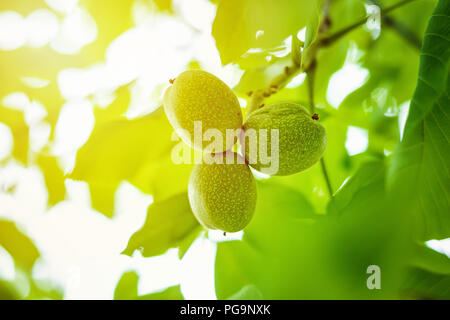 three walnuts on tree branch with green leaves close up Stock Photo
