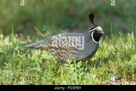 Male California Quail (Callipepla californica) foraging through grass, Bass Lake, California Stock Photo