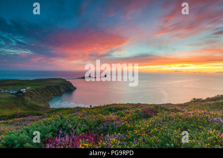 Heather and Sunset at Rhossili Bay with the Worms Head in the Distance, Gower, South Wales, UK Stock Photo