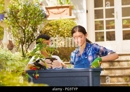 Boy and girl planting strawberries in container Stock Photo