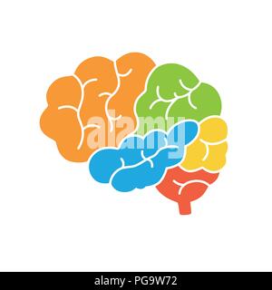 A diagram of the human brain side view, anatomy. Vector illustration in flat design style isolated on white background Stock Vector