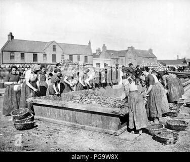 Fish girls gutting herring in Stornoway, Victorian period Stock Photo