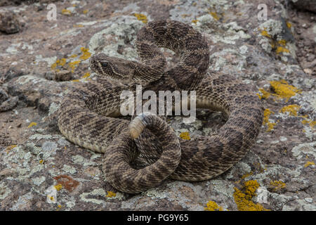 An adult male Prairie Rattlesnake (Crotalus viridis) in ecdysis coiled defensively in lichen-rock/prairie ecotone in Jefferson County, Colorado, USA. Stock Photo