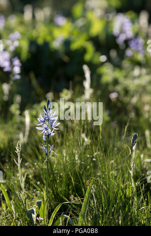 Camas in bloom, Wallowa - Whitman National Forest, Oregon. Stock Photo