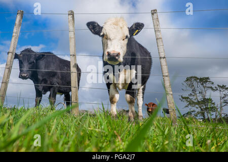 Low angle POV of grass fed beef cattle on hillside with uneven fence in North Island, New Zealand, NZ Stock Photo