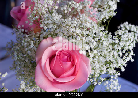 Beautiful fresh pink rose surrounded by white baby's breath (gypsophila) Stock Photo