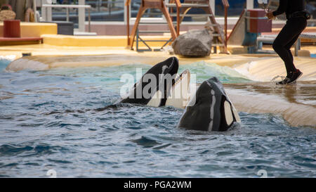 Orca whales during show in zoo. Stock Photo