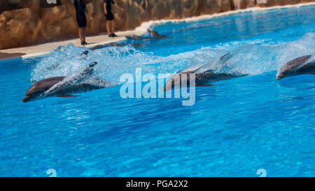 Swimming bottlenose dolphins in zoo during show. Stock Photo