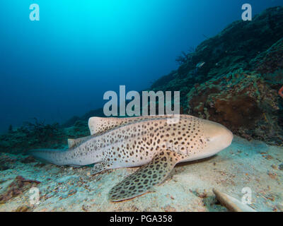 Leopard Shark resting on the sandy bottom Stock Photo