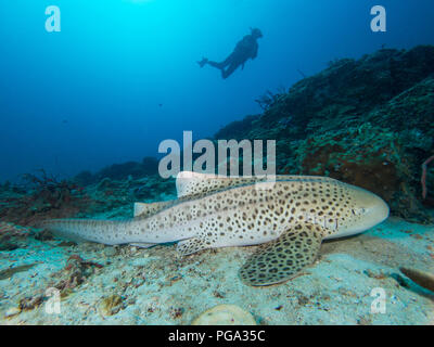 Leopard Shark resting on the sandy bottom Stock Photo