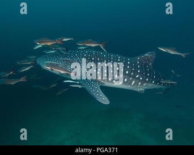 Whale shark with remoras in low visibility Stock Photo