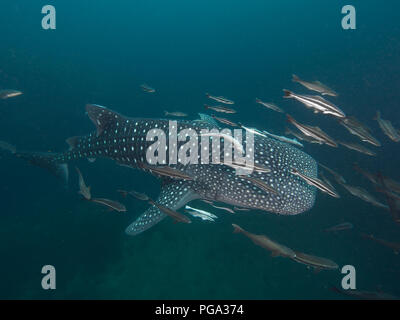 Whale shark with remoras in low visibility Stock Photo