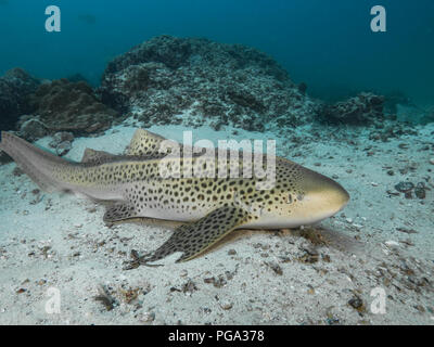 Leopard Shark resting on the sandy bottom Stock Photo