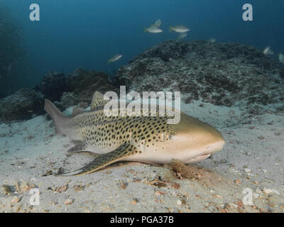 Leopard Shark resting on the sandy bottom Stock Photo