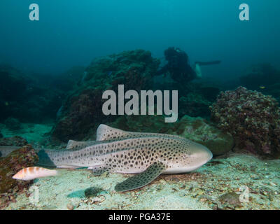 Leopard Shark resting on the sandy bottom Stock Photo