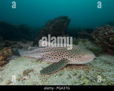 Leopard Shark resting on the sandy bottom Stock Photo