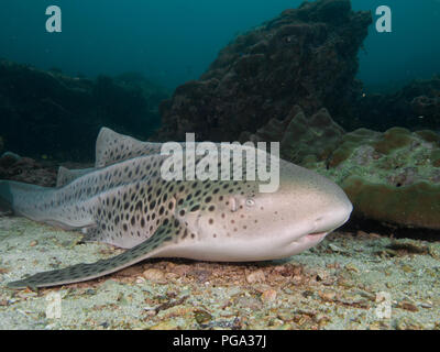 Leopard Shark resting on the sandy bottom Stock Photo