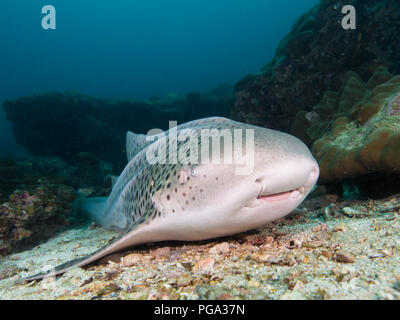 Leopard Shark resting on the sandy bottom Stock Photo