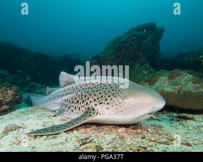 Leopard Shark resting on the sandy bottom Stock Photo