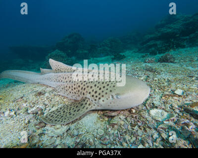 Leopard Shark resting on the sandy bottom Stock Photo