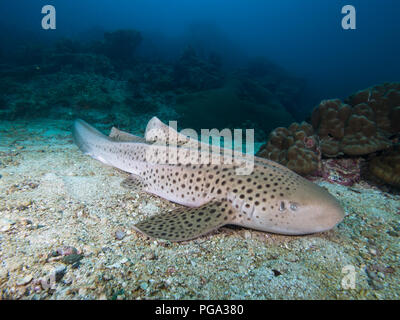 Leopard Shark resting on the sandy bottom Stock Photo