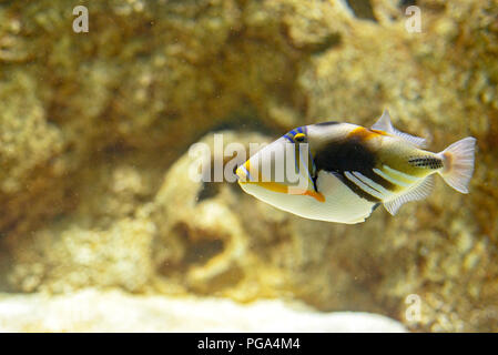 A beautiful colored Picasso triggerfish under the water Stock Photo