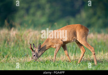 Wild roe deer grazing in a field Stock Photo