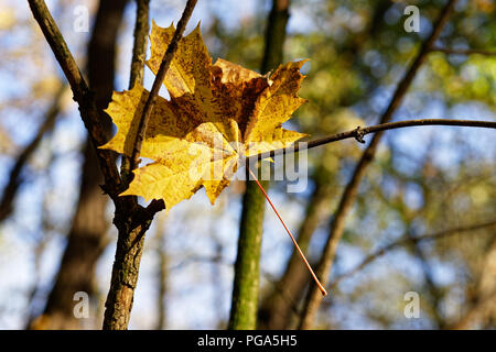 Autumn mood - A brightly colored leaf has fallen, it got stuck on a branch whose shadow is sharply outlined, background blur, autumn colors - Location Stock Photo