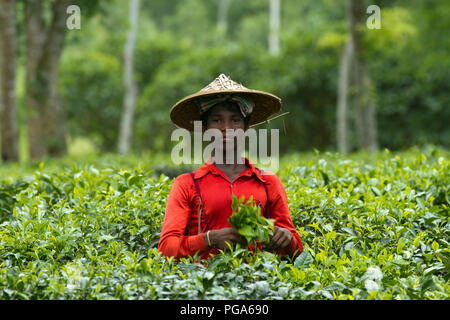 Male tea leaves plucker works at tea garden. Srimangal, Moulvibazar, Bangladesh. Stock Photo