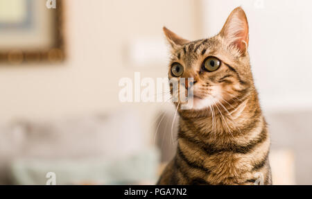 Domestic cat at home
