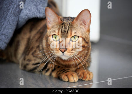 Bengal cat (Felis Catus), Leopardette, adult, peers out from under sofa, Germany Stock Photo