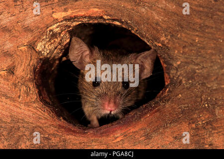 House mouse (Mus musculus), adult, looks out of knothole, watchful, curious, interested, cute, animal portrait, Germany