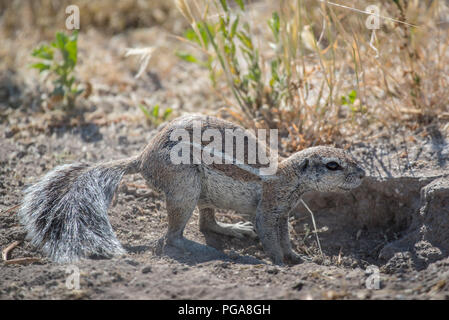 African Ground Squirrel (Xerus inauris), Etosha National Park, Namibia