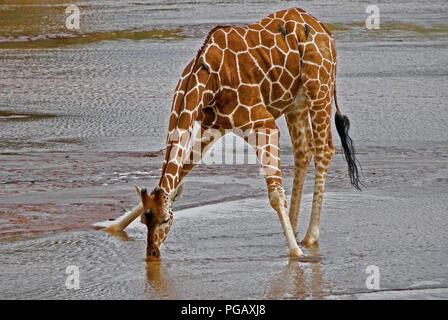 Reticulated giraffe drinking from Ewaso (Uaso) Nyiro River, Samburu Game Reserve, Kenya Stock Photo