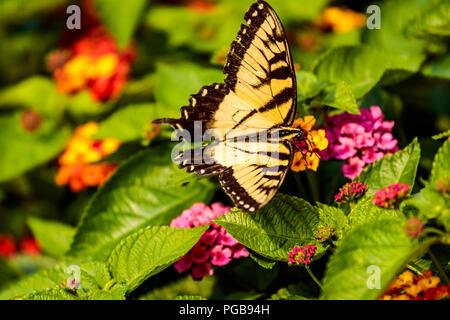 Close-up photo of a colorful yellow butterfly on a small garden flower. Stock Photo