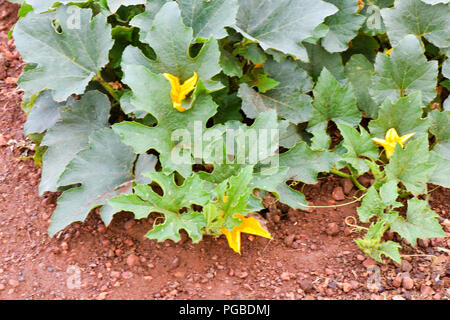Gen Squash plant in vegetable patch early in morning Stock Photo