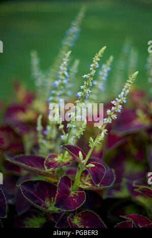 Coleus blumei colorfull plant Stock Photo