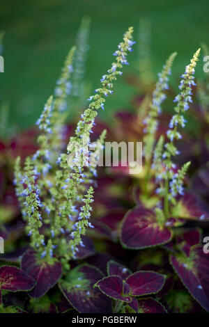 Coleus blumei colorfull plant Stock Photo