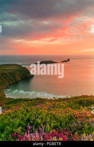 Heather and Sunset at Rhossili Bay with the Worms Head in the Distance, Gower, South Wales, UK Stock Photo