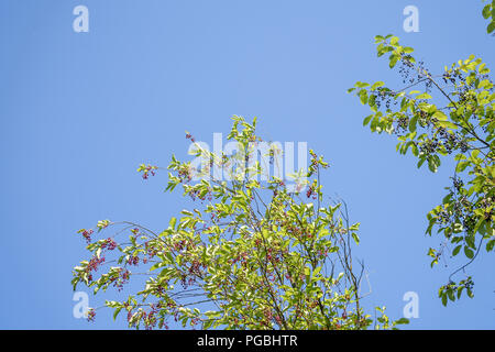 berries of black and red bird cherry on branches against the blue sky Stock Photo