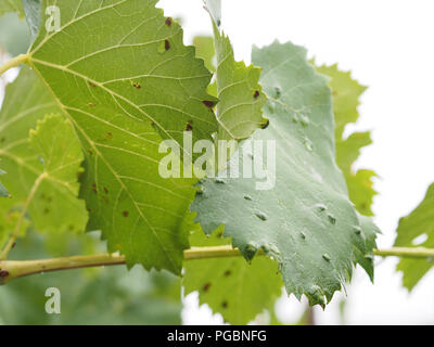 Grape erineum mite and their galls. Vineyard problem. Top of leaf look blistered, underside like rust. Colomerus vitis. Stock Photo