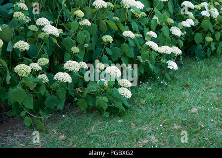 Hydrangea arborescens blossom Stock Photo