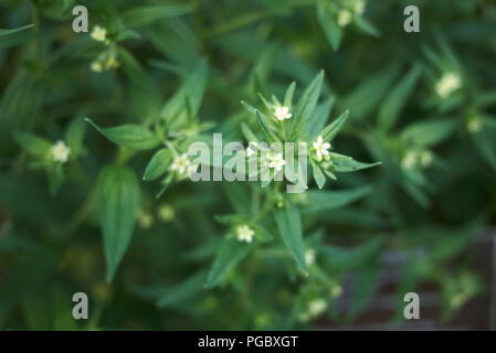 Lithospermum officinale close up Stock Photo