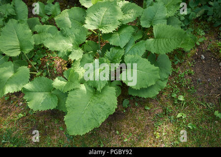 Telekia speciosa foliage Stock Photo