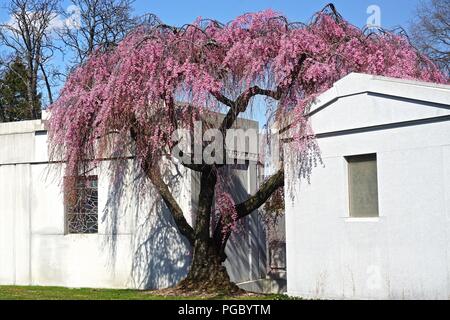 Brooklyn, NY, USA: A cherry tree in full bloom between two mausoleums in historic Green-Wood Cemetery, founded in 1838. Stock Photo