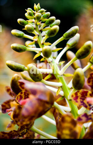 Singapore orchids species Stock Photo