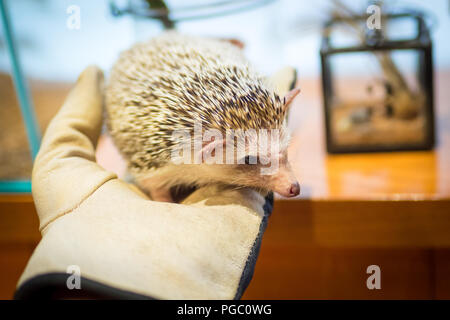 Animal Themed Cafe Stock Photo Alamy