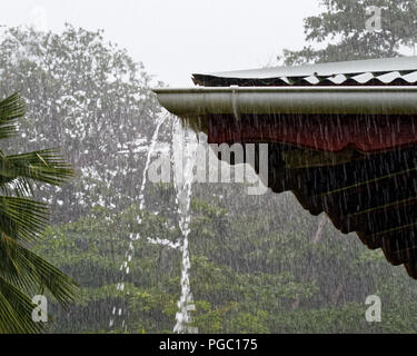 Strong tropical rain falls in a wooded area, in the foreground a house roof, from the gutter flows a lot of water - Location: Seychelles Stock Photo