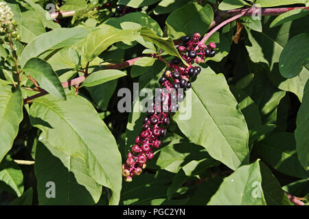 Leaves And Ripe Berries Of American Pokeweed Phytolacca Americana Stock Photo Alamy