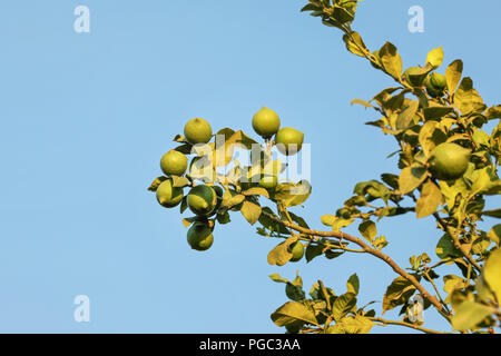 Green unripe lemons on the tree against blue sky, lit by afternoon sun. Stock Photo